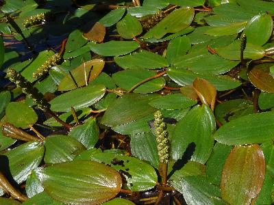 Potamogeton polygonifolius