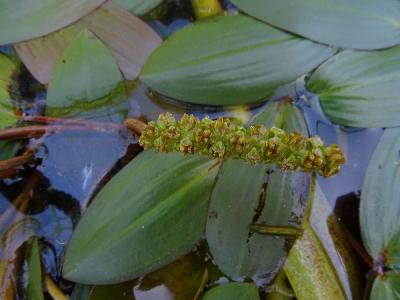 Potamogeton polygonifolius