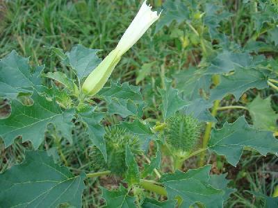 Datura stramonium