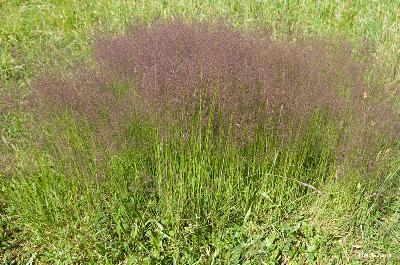 Agrostis canina
