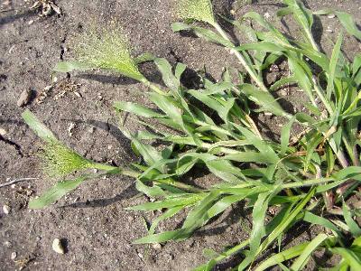 Panicum dichotomiflorum