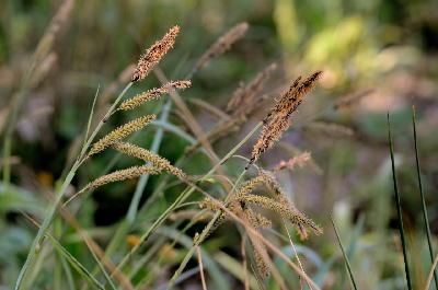 Carex flacca