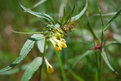 Melampyrum pratense