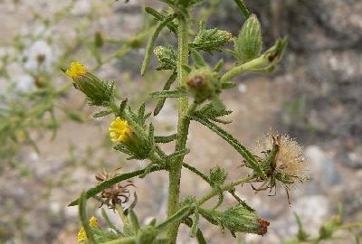 Dittrichia graveolens