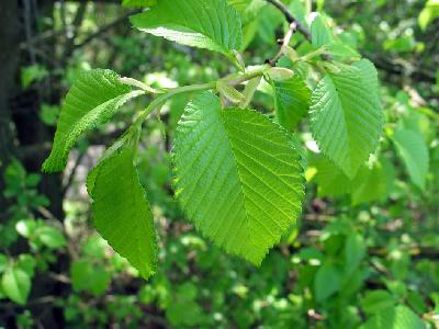 Ulmus