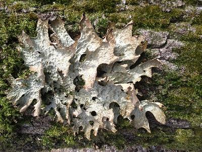 Lobaria pulmonaria
