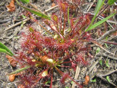Drosera intermedia