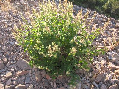 Teucrium scorodonia