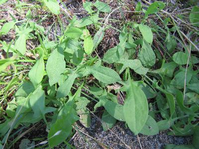 Rumex acetosella