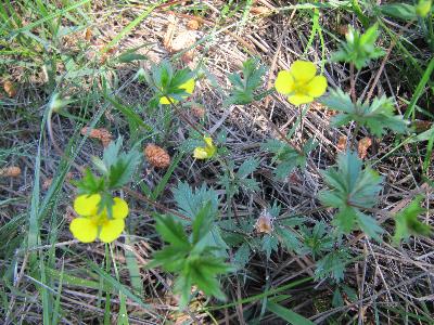 Potentilla erecta
