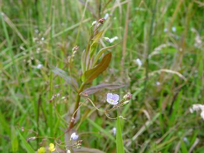 Veronica scutellata