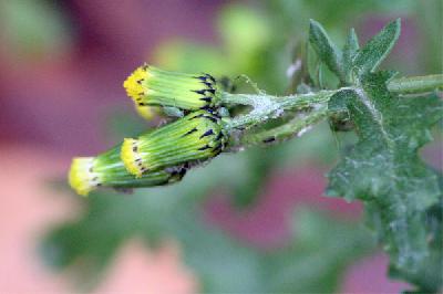 Senecio vulgaris