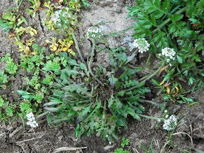 Teesdalia nudicaulis