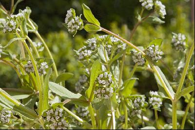Valerianella locusta