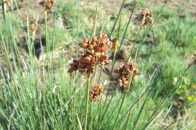 Juncus acutus