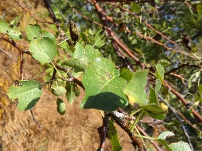 Pyrus cordata