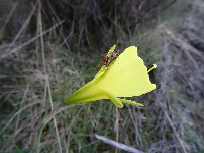 Narcissus bulbocodium