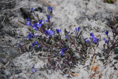 Polygala vulgaris