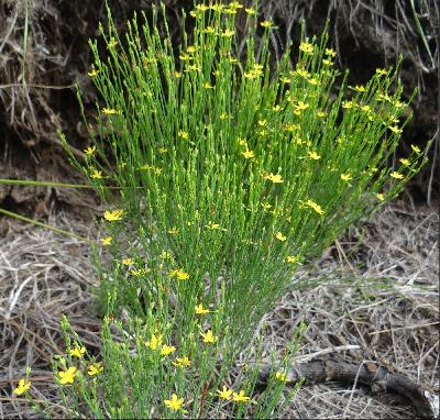Hypericum gentianoides