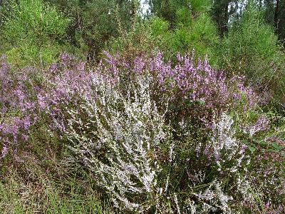 Calluna vulgaris