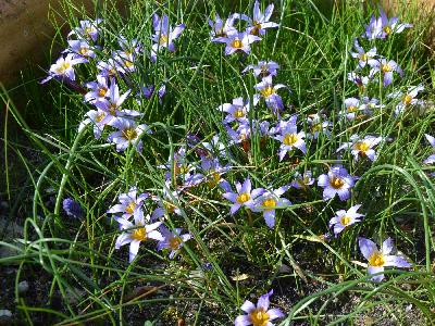 Romulea