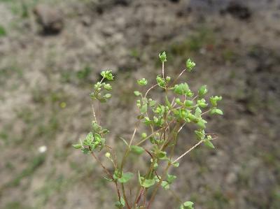 Radiola linoides