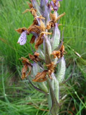 Dactylorhiza maculata