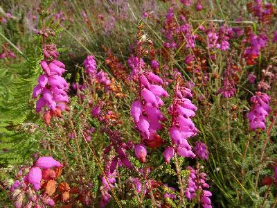 Erica ciliaris
