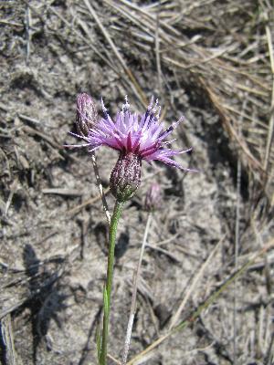 Serratula tinctoria