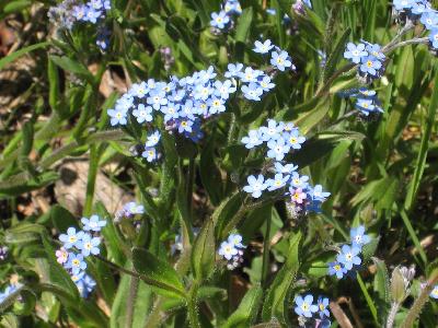 Myosotis arvensis