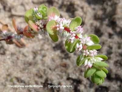 Illecebrum verticillatum