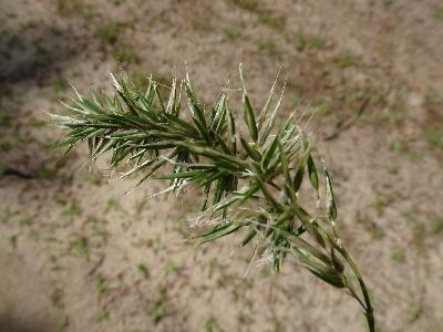 Anthoxanthum odoratum