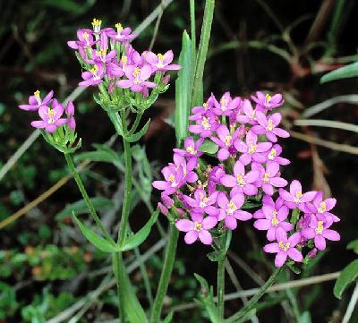 Centaurium erythraea