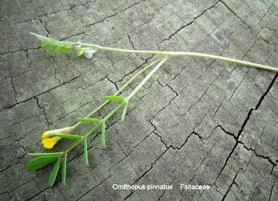 Ornithopus pinnatus