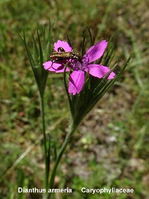 Dianthus armeria