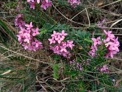 Daphne cneorum    