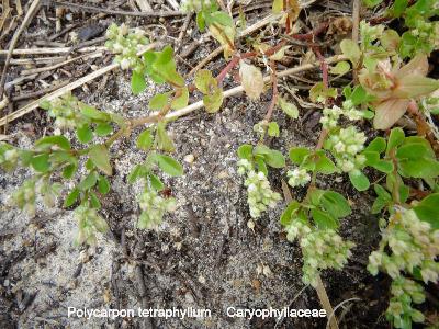 Polycarpon tetraphyllum