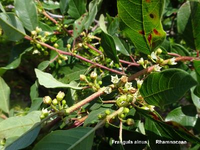 Frangula alnus