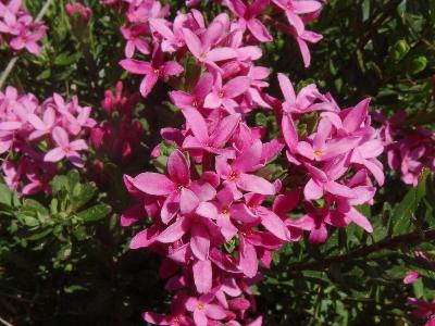 Daphne cneorum    