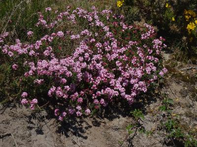 Daphne cneorum    