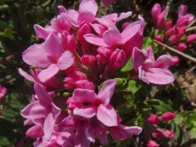 Daphne cneorum    