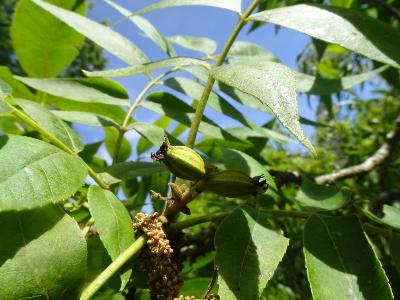 Carya illinoinensis
