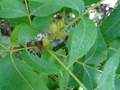 Carya illinoinensis