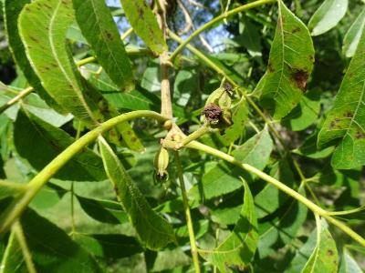 Carya illinoinensis