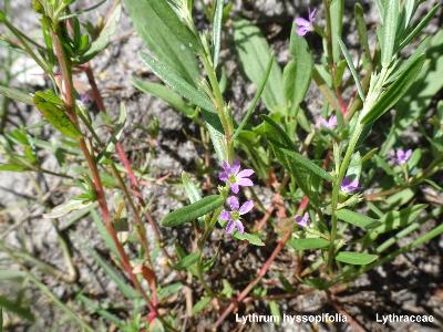 Lythrum hyssopifolia