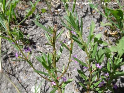 Lythrum hyssopifolia
