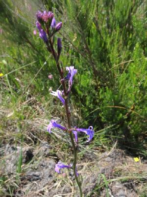 Lobelia urens