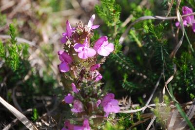 Pedicularis sylvatica