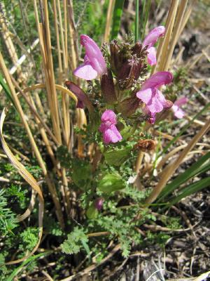 Pedicularis sylvatica
