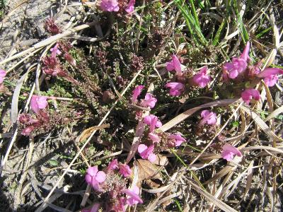 Pedicularis sylvatica